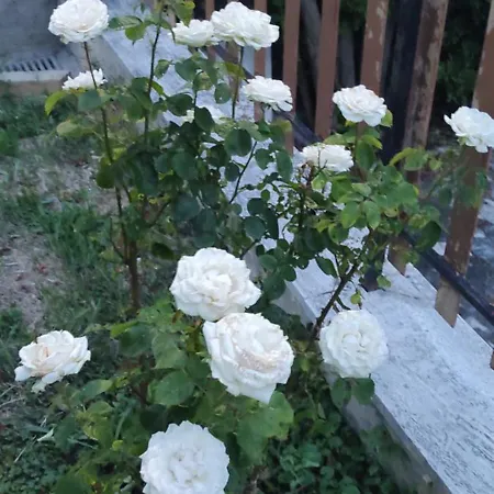Casa Σπίτι διακοπών Osimo